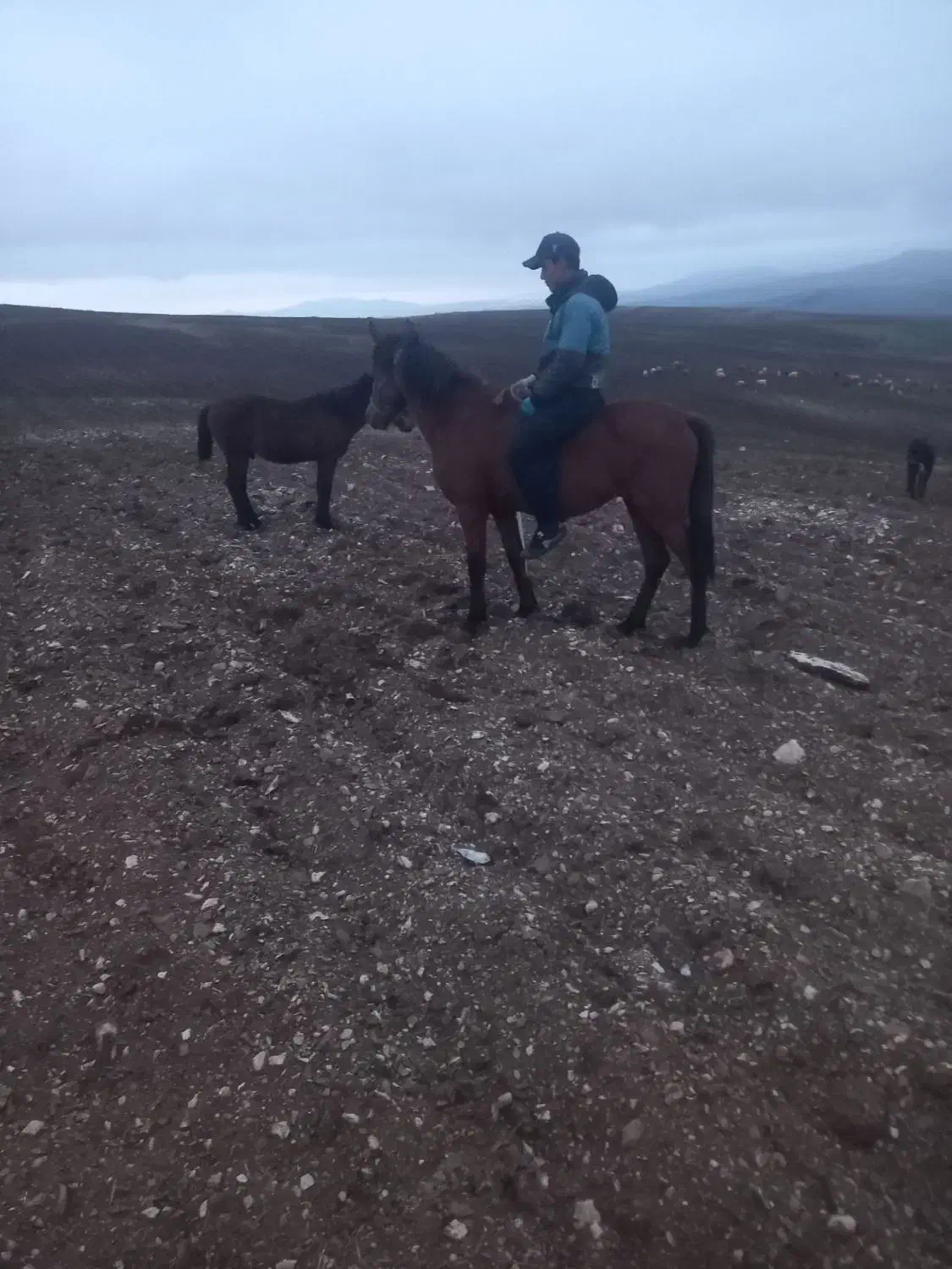 اسب نریان|اسب و تجهیزات اسبسواری|ارشق, |دیوار