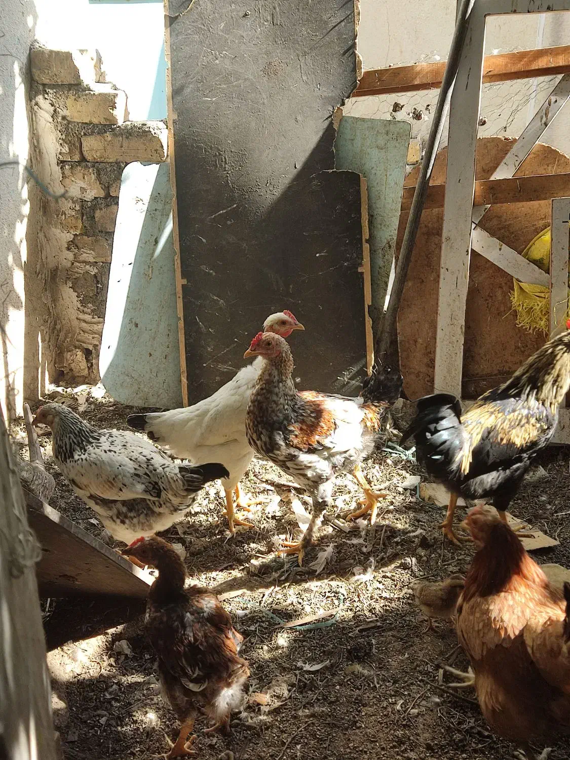 مرغ حرس با قیمت مناسب|حیوانات مزرعه|قم, قم نو|دیوار