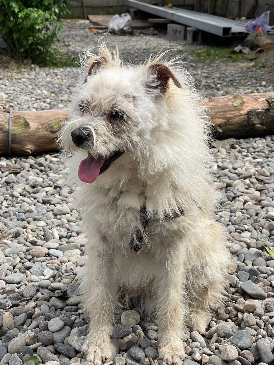 واگذاری سگ|سگ|سنگر, |دیوار