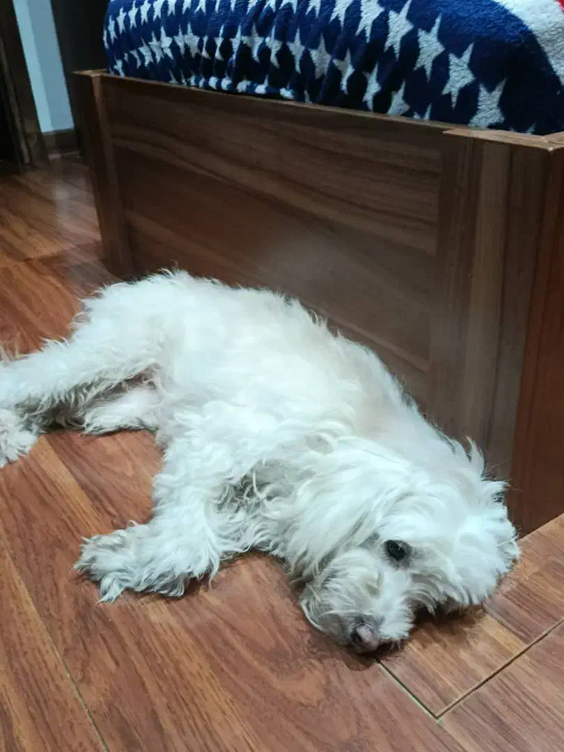 واگذاری|سگ|تهران, سازمان برنامه جنوبی|دیوار