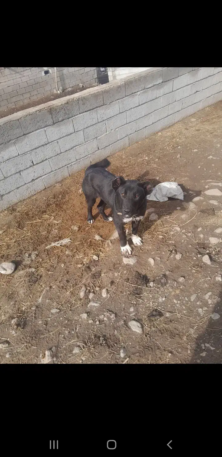 واگذاری سگ سرابی|سگ|مشگین شهر, |دیوار