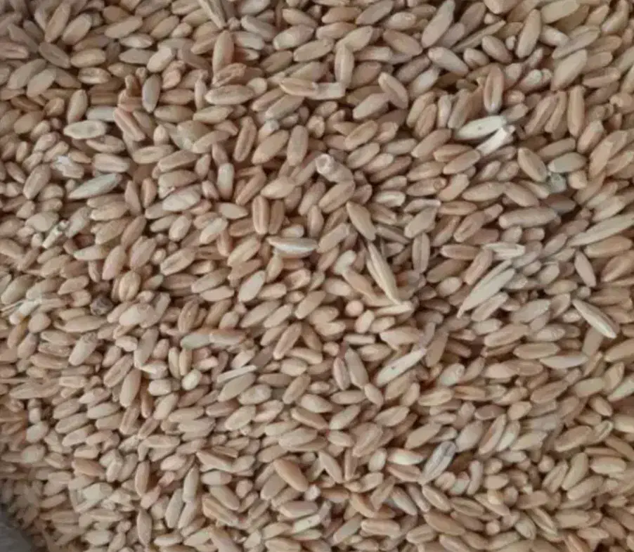 گندم دیم ۳۰۰۰۰۰|خدمات باغبانی و درختکاری|زرین دشت (همدان), |دیوار