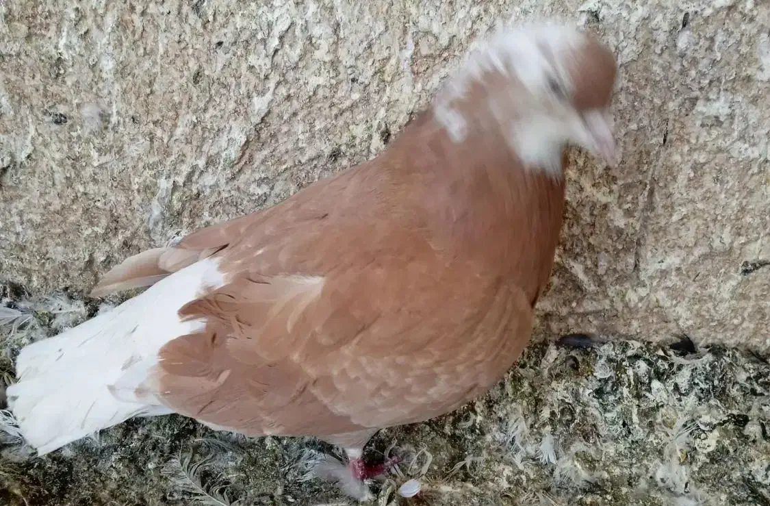 کبوتر|پرنده|تهران, آزادشهر|دیوار