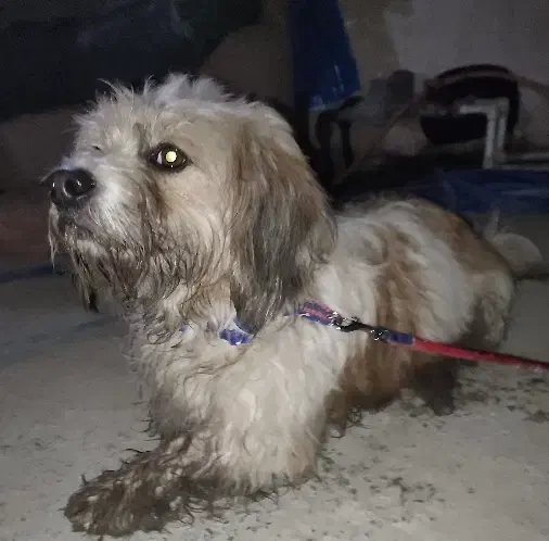 سگ گمشده|حیوانات|لاهیجان, حاجی آباد|دیوار