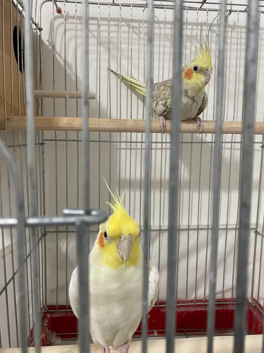 عروس هلندی مولد|پرنده|محمدیه-قزوین, |دیوار