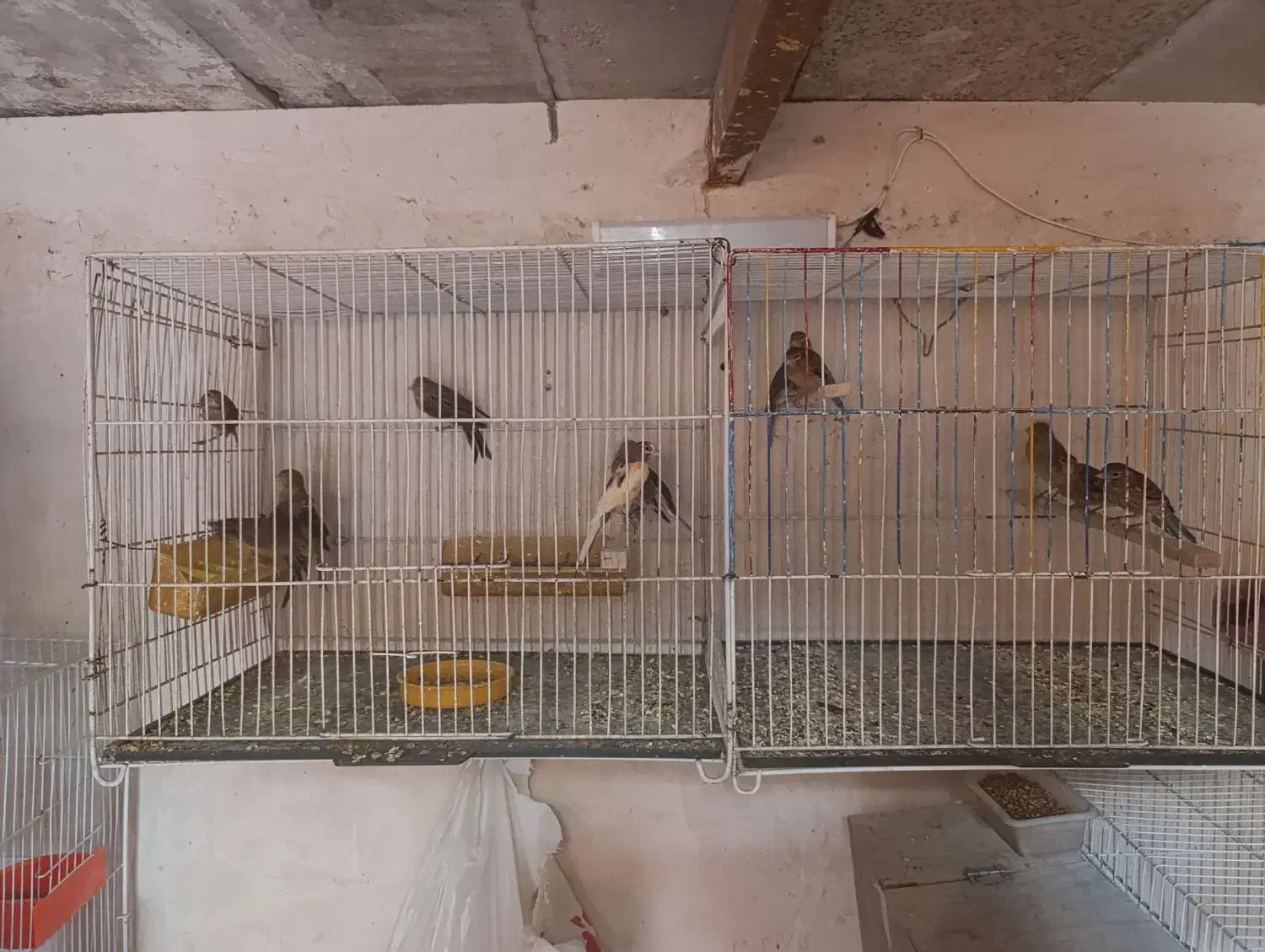 قناری|پرنده|فریمان, |دیوار