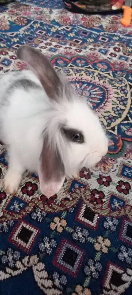 خرگوش لوپ وساده|موش و خرگوش|رفسنجان, |دیوار