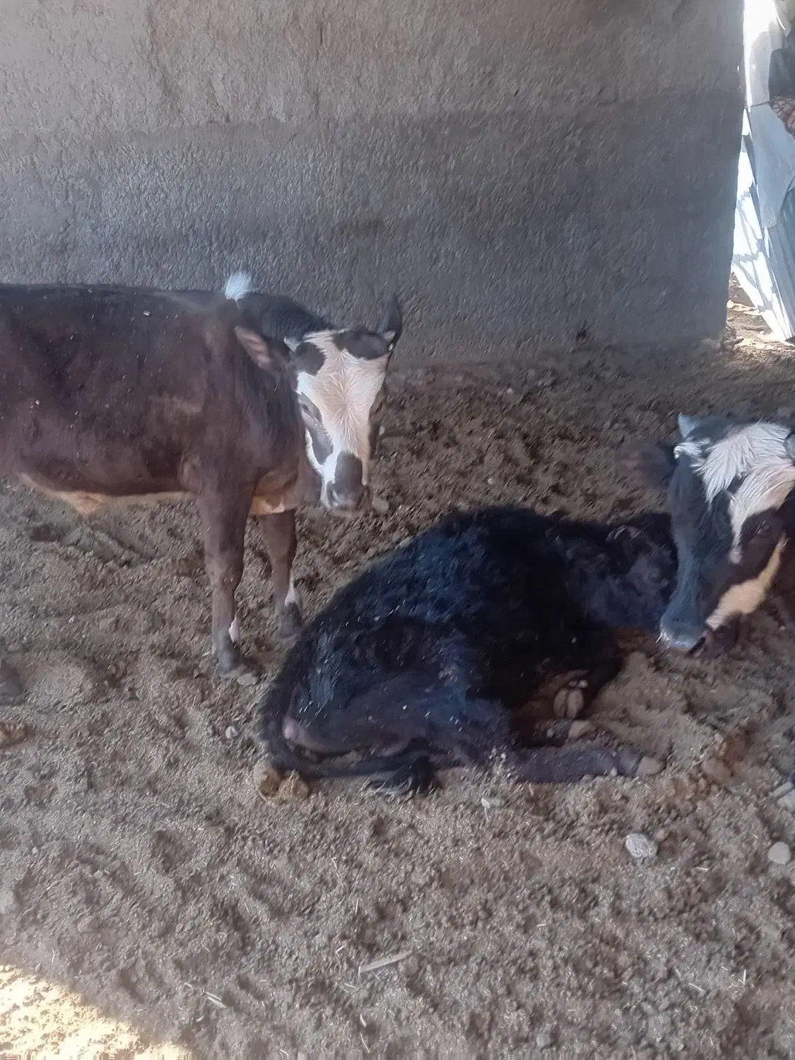 گوساله|حیوانات مزرعه|جوادآباد, |دیوار