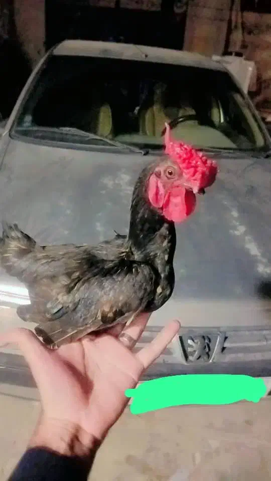 خروس زینتی|پرنده|سیب و سوران, |دیوار