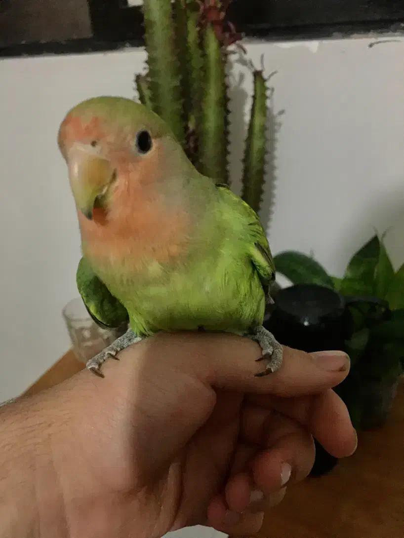 جوجه طوطی برزیلی رام دستی|پرنده|چالوس, |دیوار