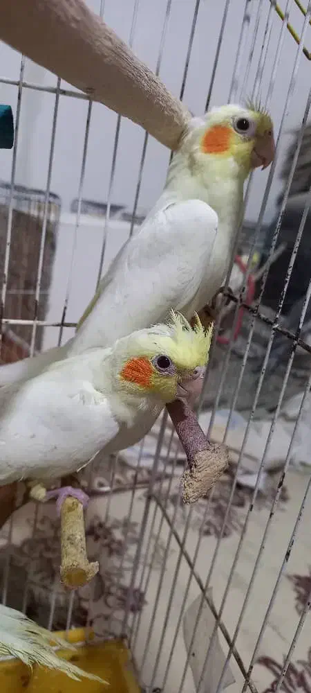 پرنده عروس هلندی|پرنده|مسجد سلیمان, |دیوار