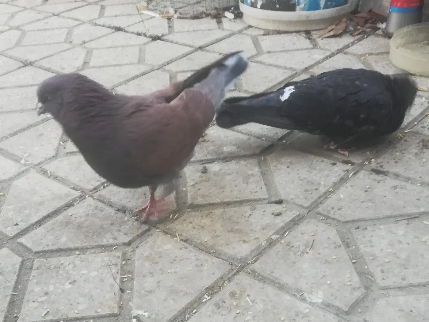 کفتر نر پرشی جنس درست|پرنده|تبریز, |دیوار