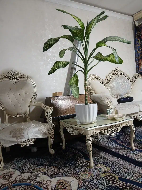 گل دیفن|گل و گیاه طبیعی|تهران, نعمت‌آباد|دیوار