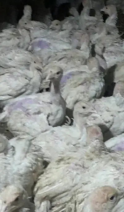 جوجه بوغلمون گوشتی|حیوانات مزرعه|تربت جام, والفجر|دیوار