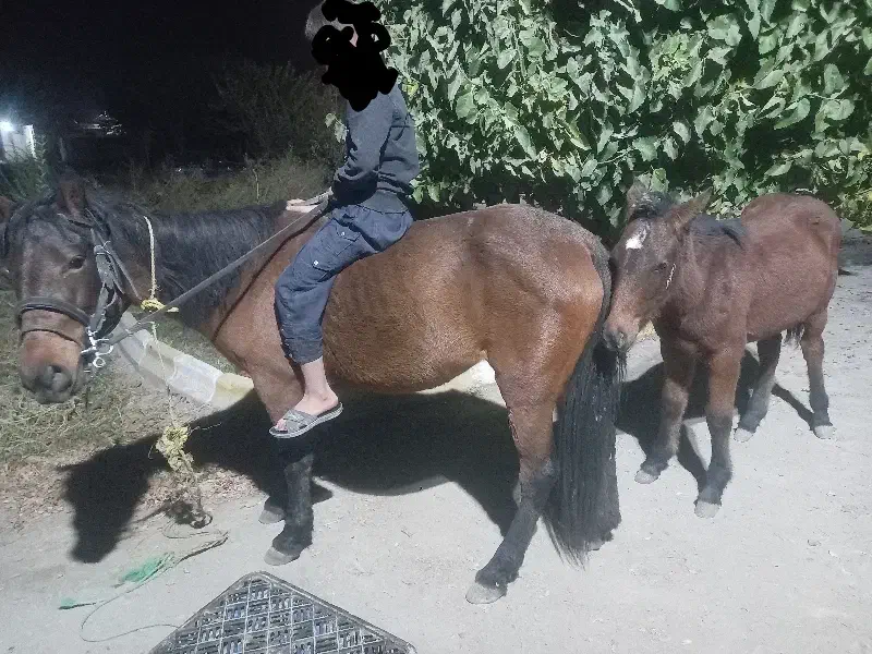 اسب مادیون|اسب و تجهیزات اسبسواری|چناران, |دیوار