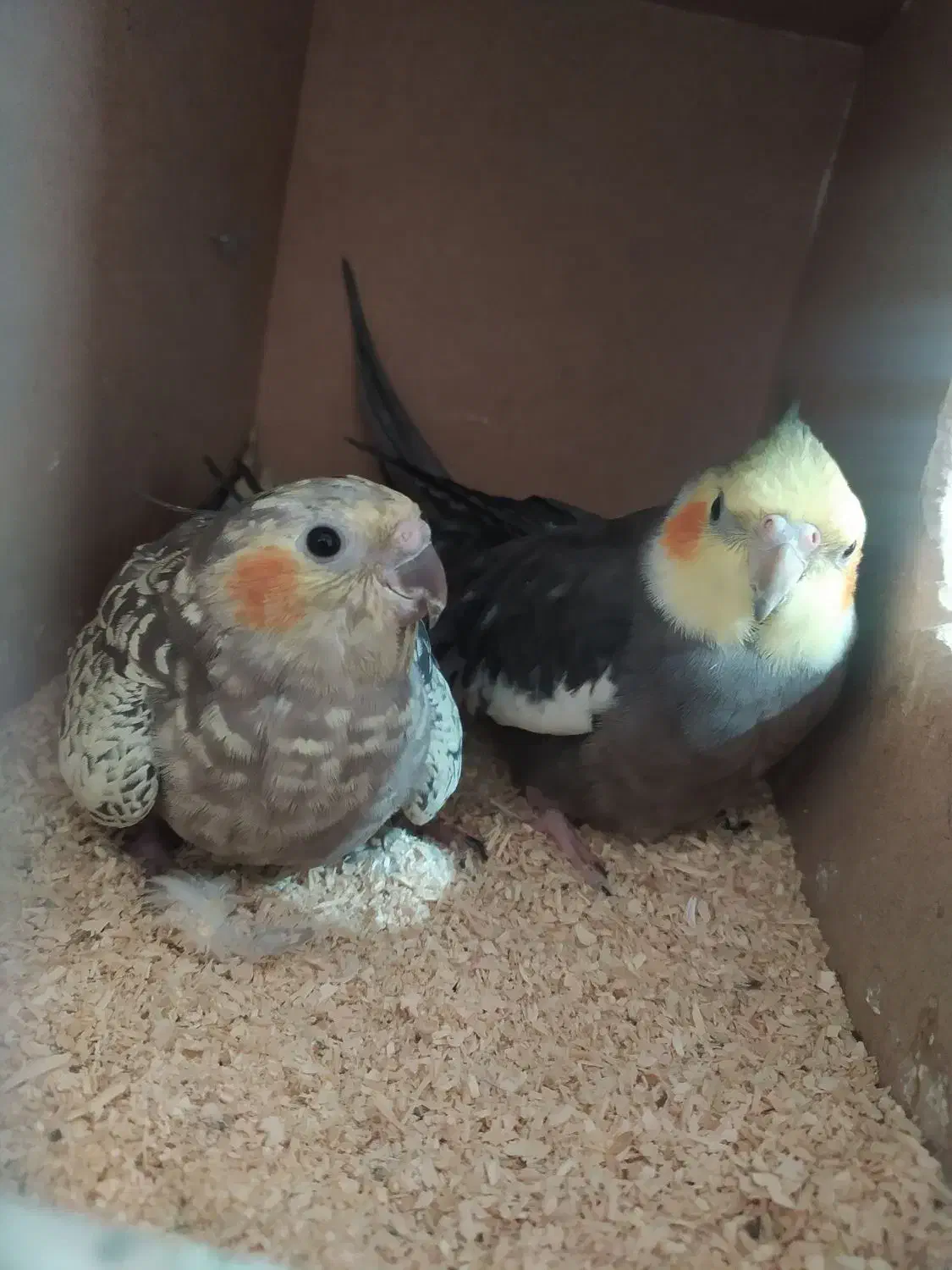 یک جفت عروس کار داده و لوتینو تکی|پرنده|شهریار, شهرک نماز (دینار آباد)|دیوار