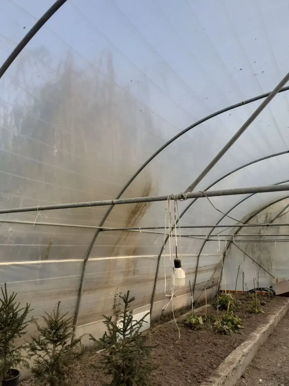 لوله کامل ۳۰۰متر گلخانه با پلاستیک سالم|مصالح و تجهیزات ساختمان|سرعین, |دیوار