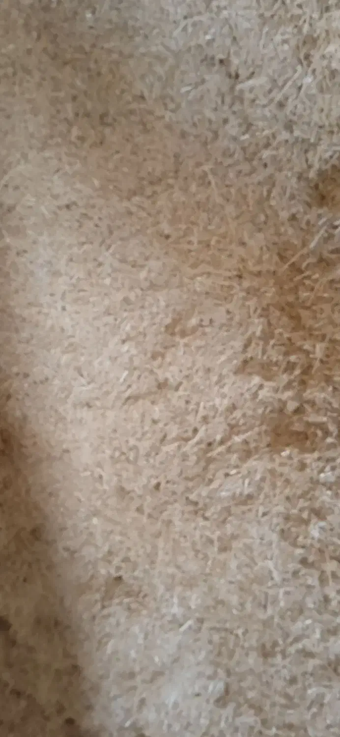 کاه|حیوانات مزرعه|سردرود, |دیوار