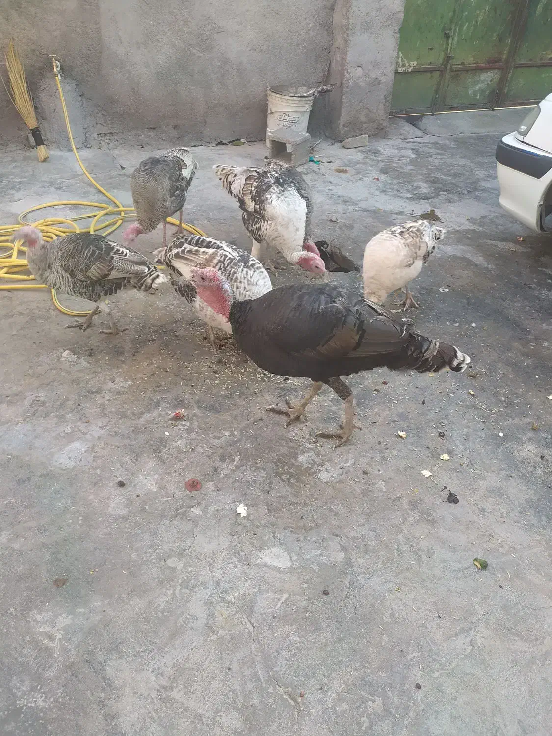 دو بوقلمون نر دونه 3200ماده 3تمن|حیوانات مزرعه|دهدشت, |دیوار