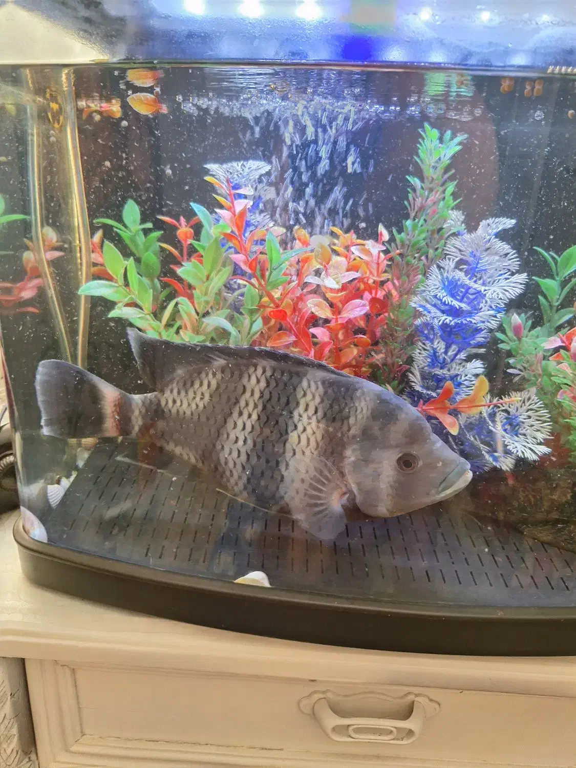 ماهی سیچیلاید28سانت|ماهی|فردیس, فردیس|دیوار