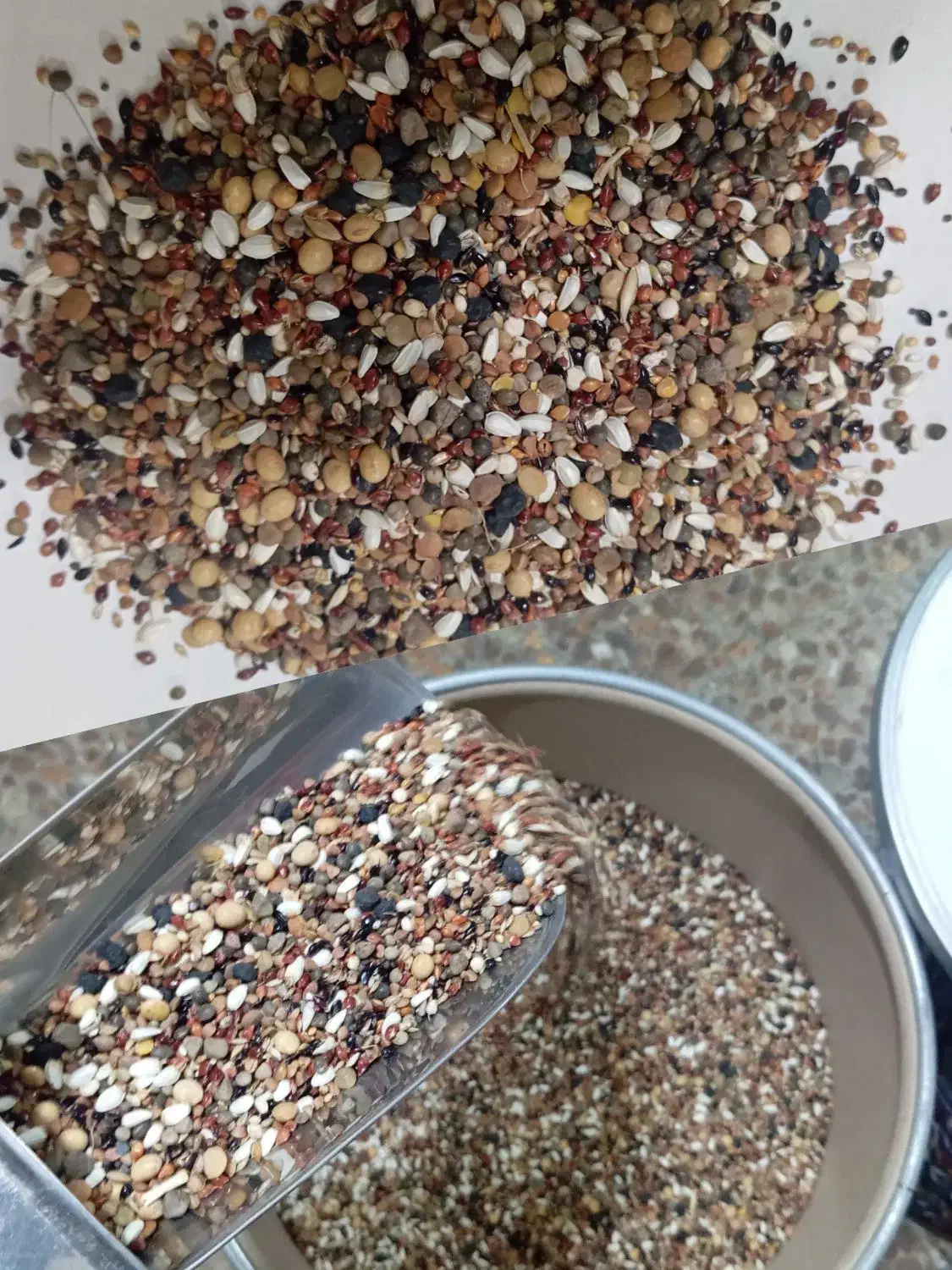 خرید فروش پرندگان زینتی و فروش انواع دان ها|پرنده|تبریز, |دیوار