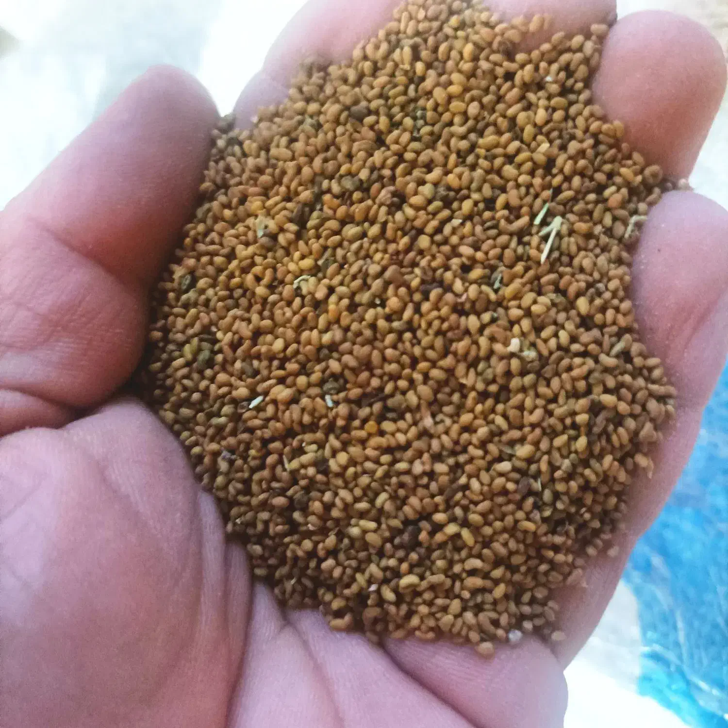 بذر یونجه پایه رنجر|خدمات باغبانی و درختکاری|مشهد, اسماعیل آباد|دیوار