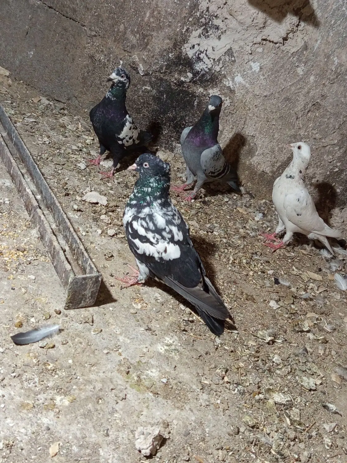 کبوتر|پرنده|سرایان, |دیوار