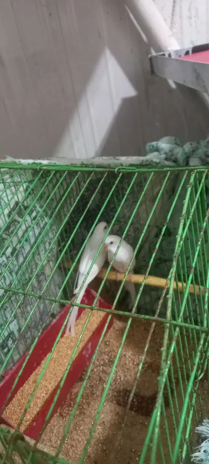 مرغ عشق|پرنده|بجنورد, |دیوار