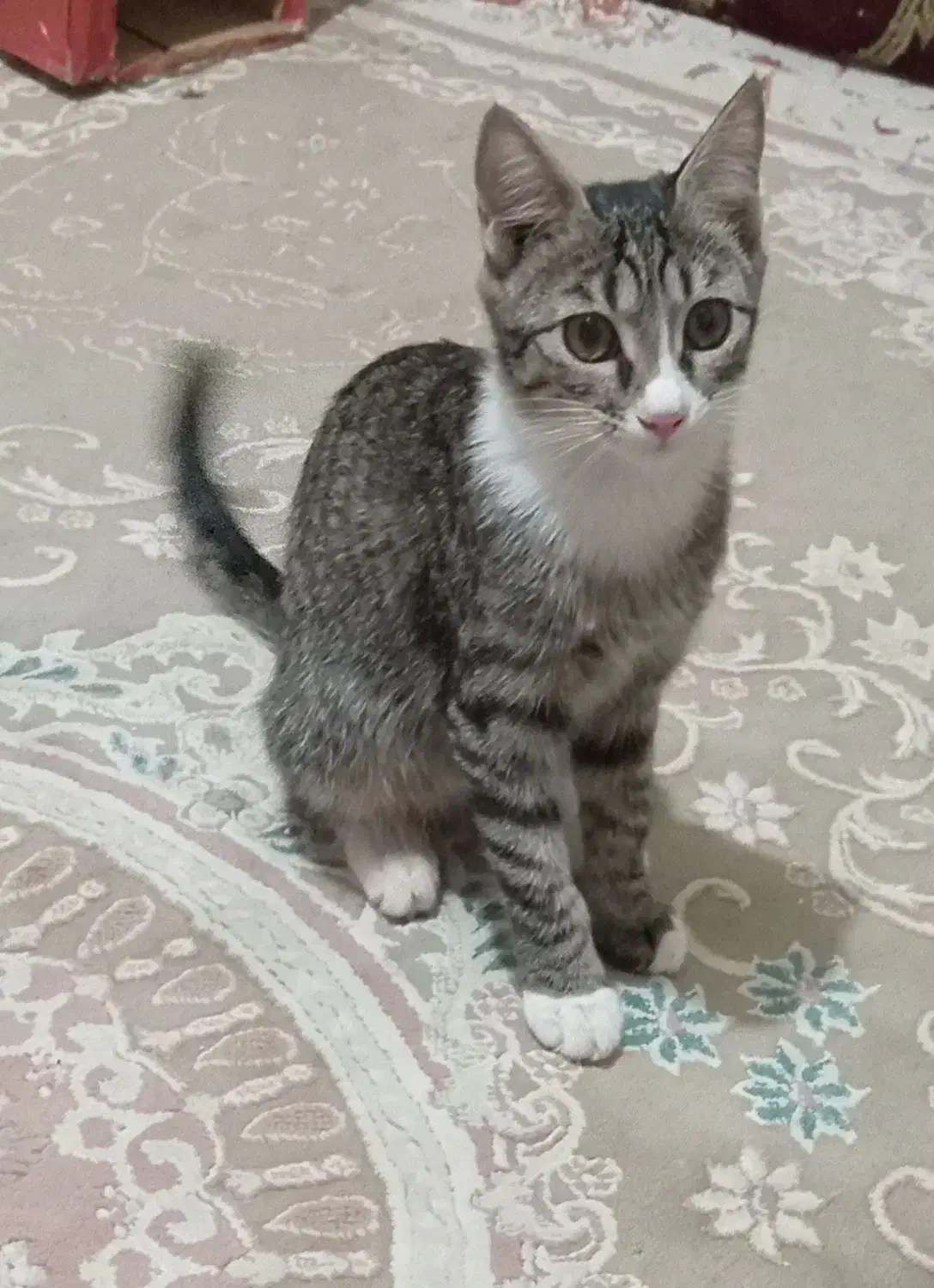 گربه گمشده|حیوانات|قدس, شهرقدس|دیوار