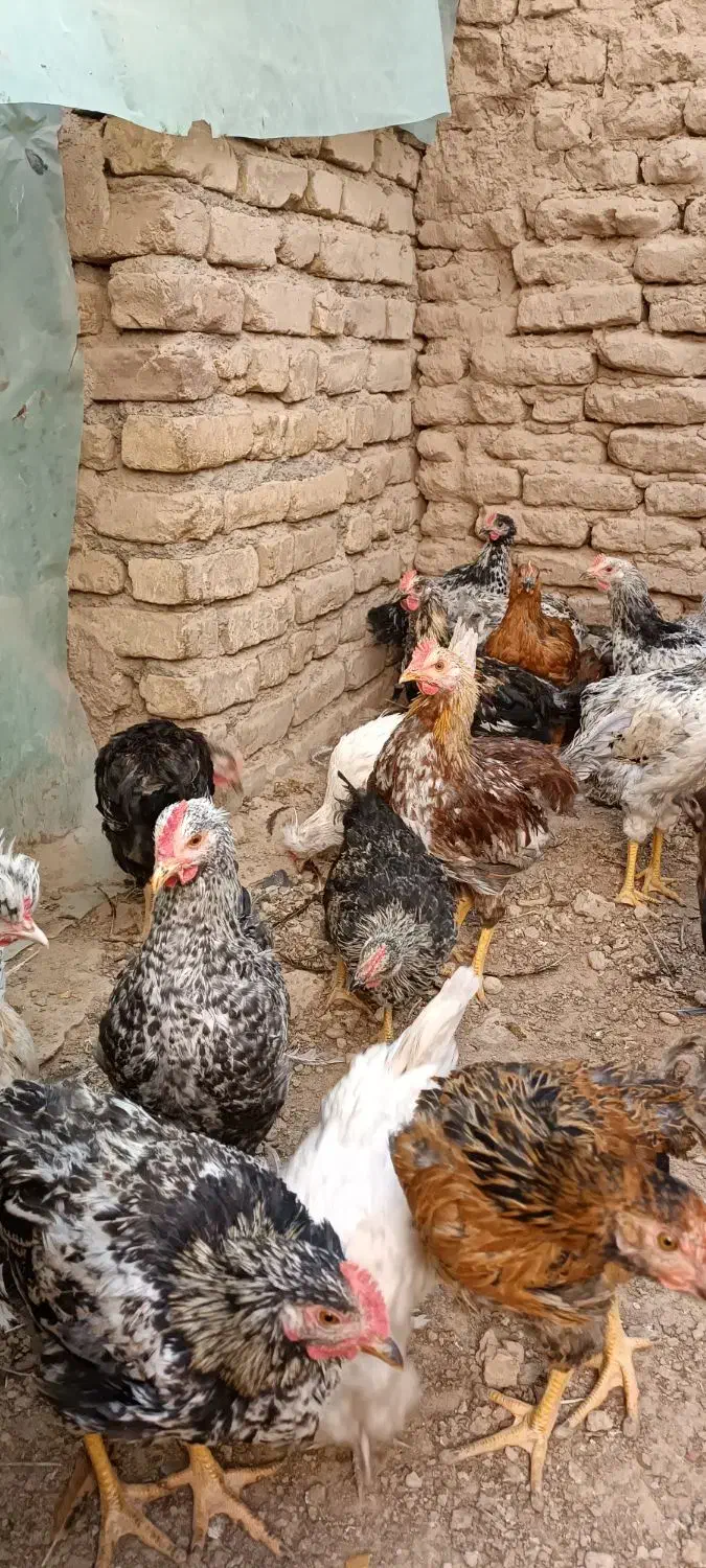 تاقچه سالم و سرحال|حیوانات مزرعه|خلیل آباد, |دیوار