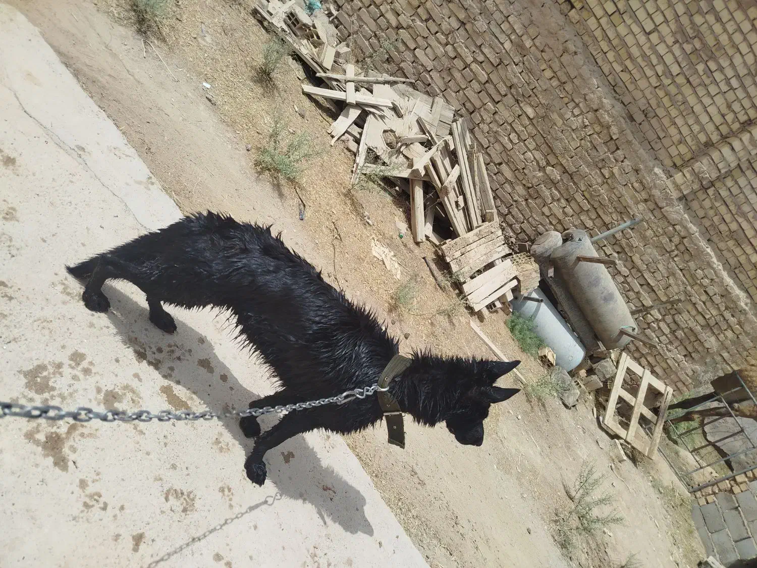 سگ ژرمن ماده|سگ|اشکذر, |دیوار