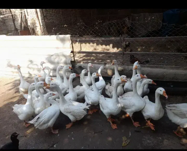 غوغاز|حیوانات مزرعه|گرگان, |دیوار