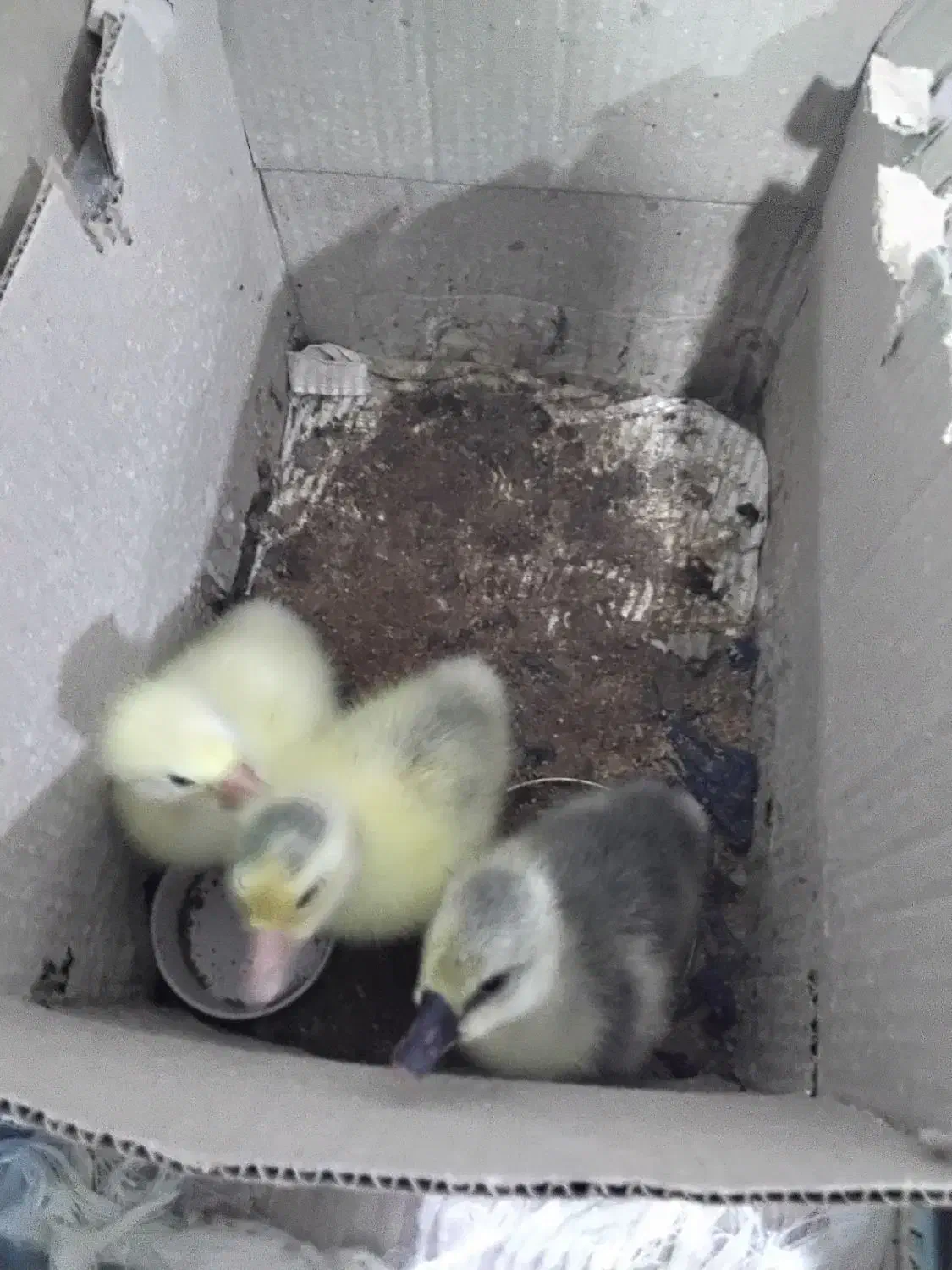 غازو قو غاز از یک روزه تا دوماهه موجود است|حیوانات مزرعه|نگین شهر, |دیوار