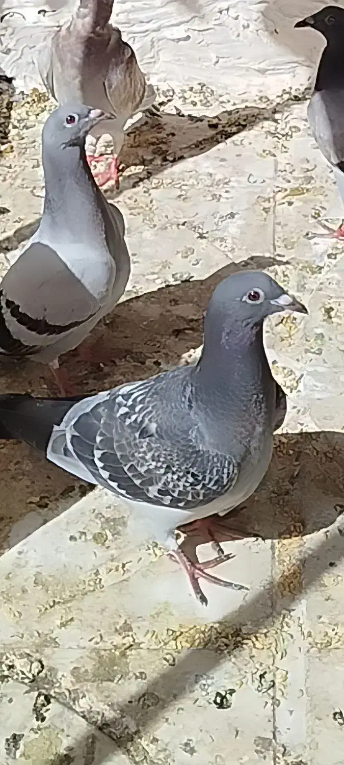 کبوتر گمشده|حیوانات|سبزوار, ایزی شهر|دیوار