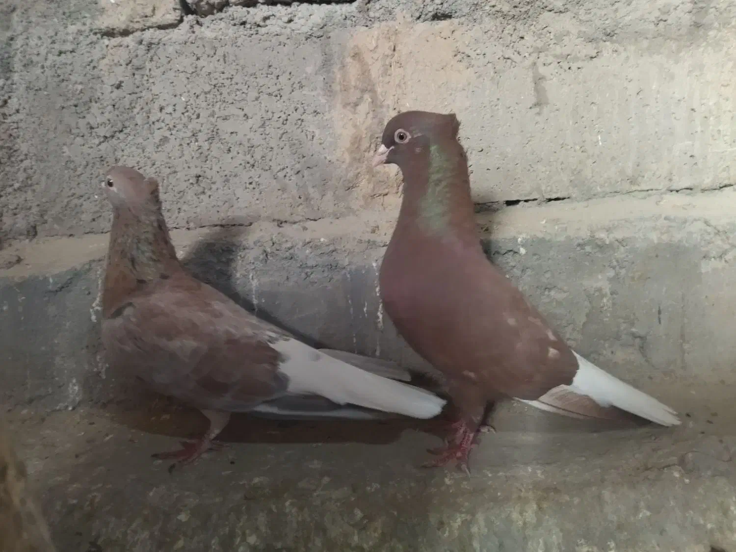 جفت دم سفید دم تخم|پرنده|بیرجند, |دیوار