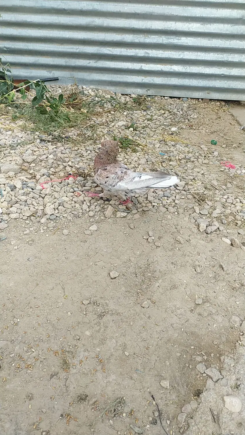 کفتر|پرنده|گرمه, |دیوار