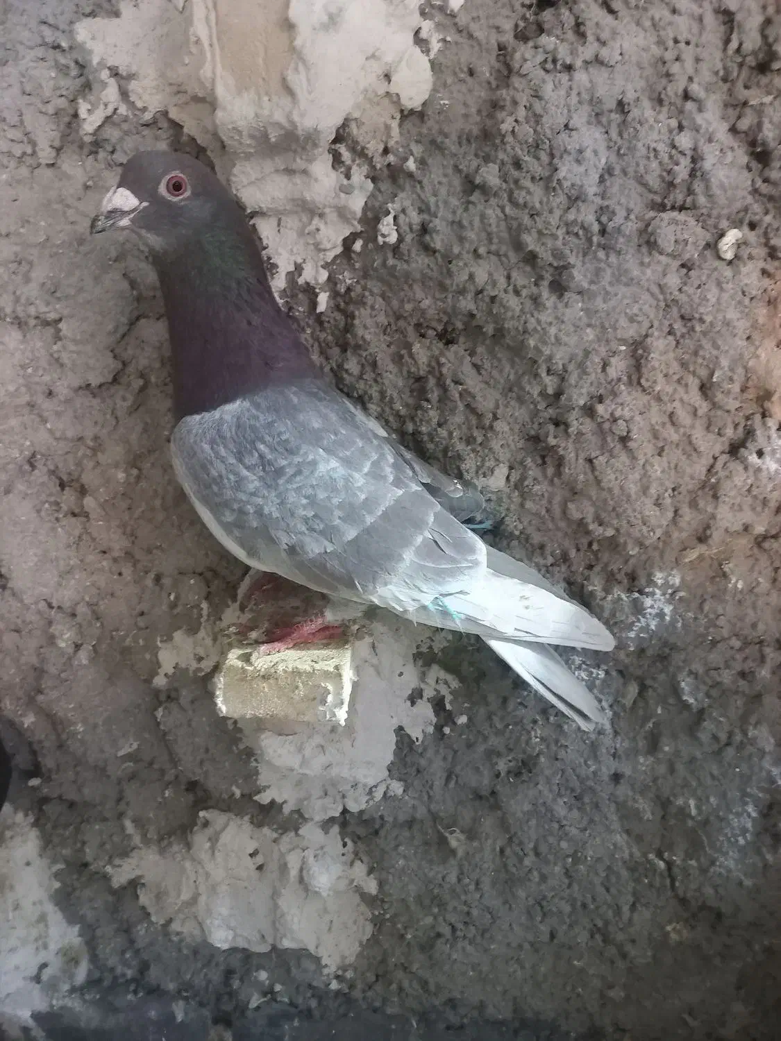 گلی|پرنده|شیراز, محراب|دیوار