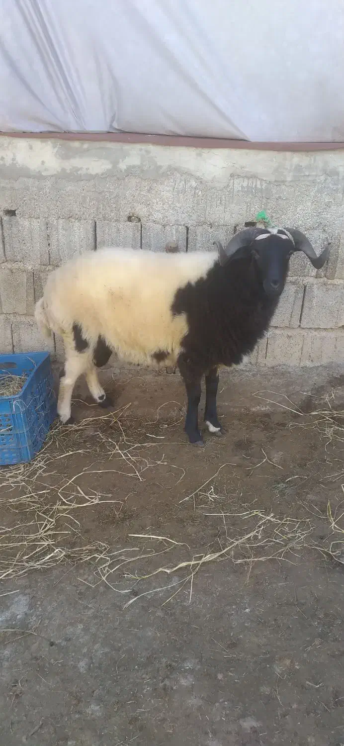 فروش یکجا ماده گوسفند|حیوانات مزرعه|اطاقور, |دیوار