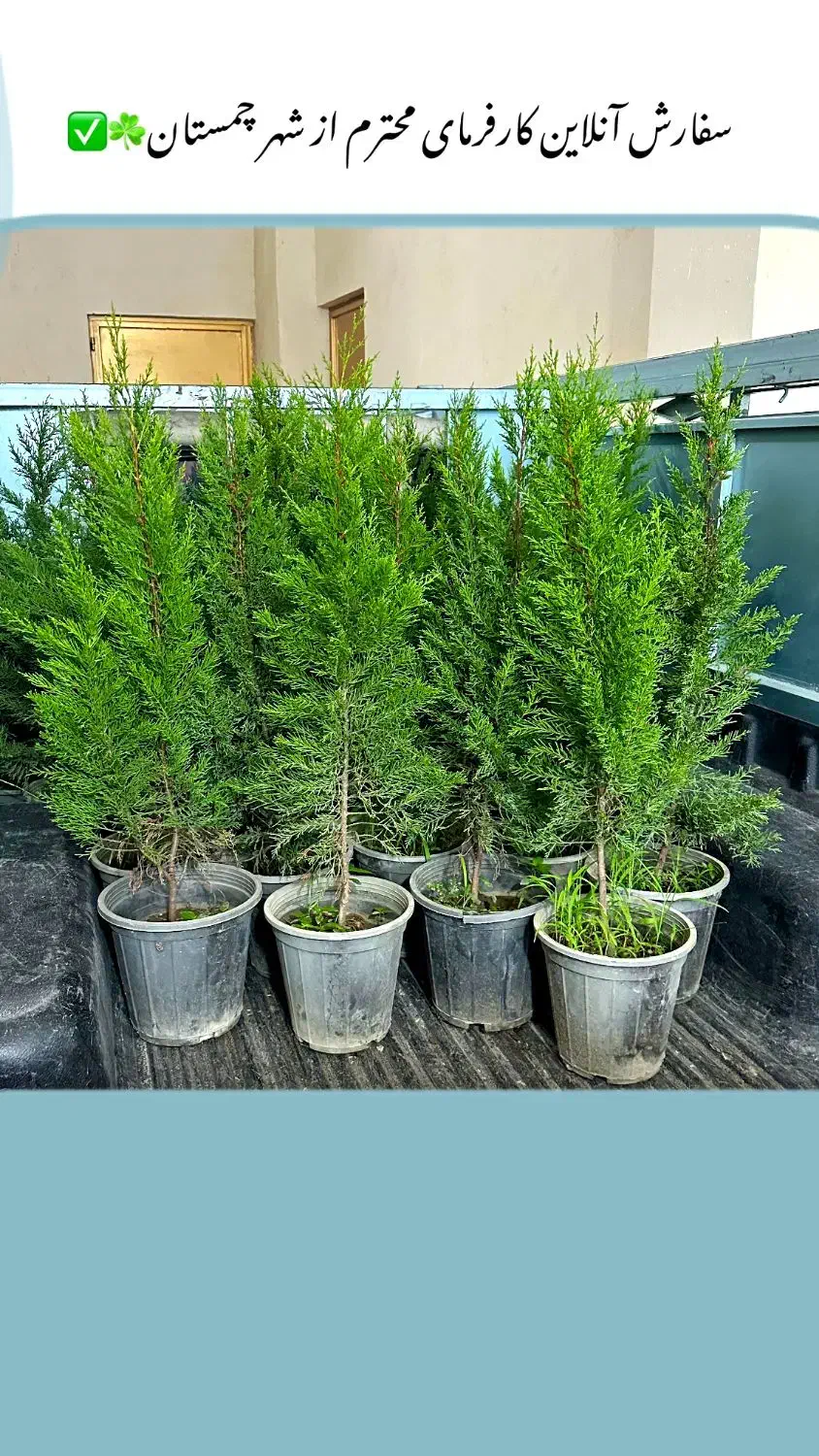 گل کاج لاوسون|گل و گیاه طبیعی|چمستان, |دیوار