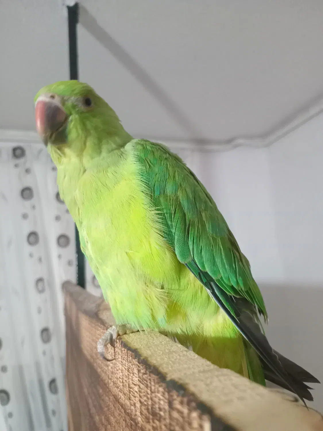 طوطی ملنگو|پرنده|تربت‌حیدریه, بالا ولایت|دیوار