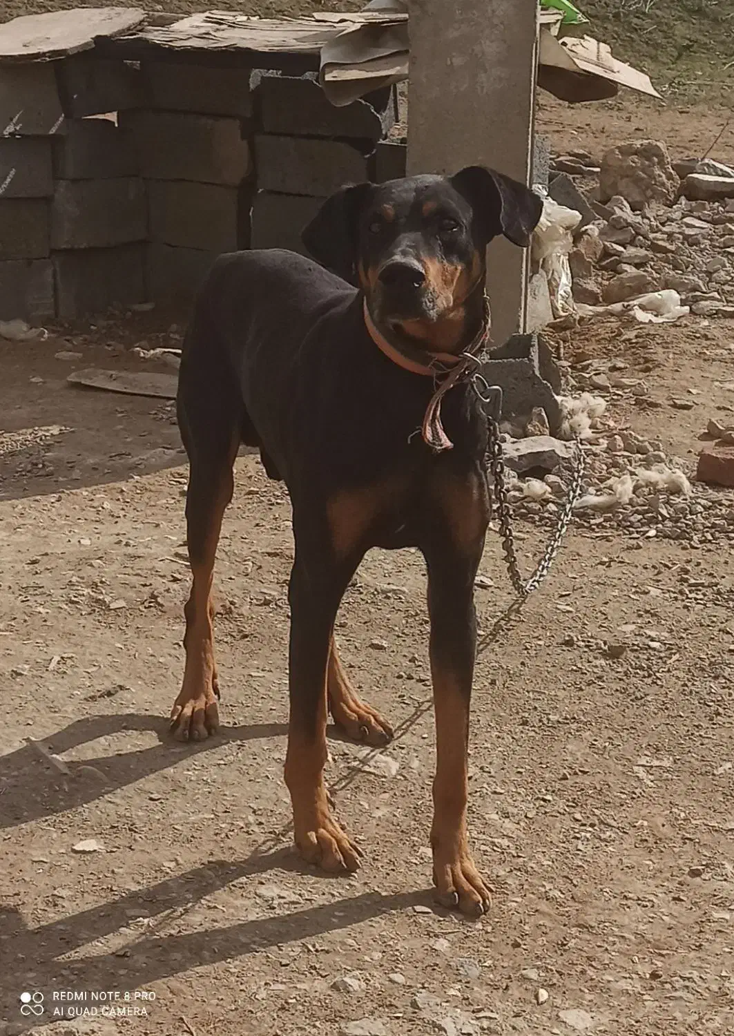 واگذاری دوبرمن|سگ|خرم‌آباد, |دیوار