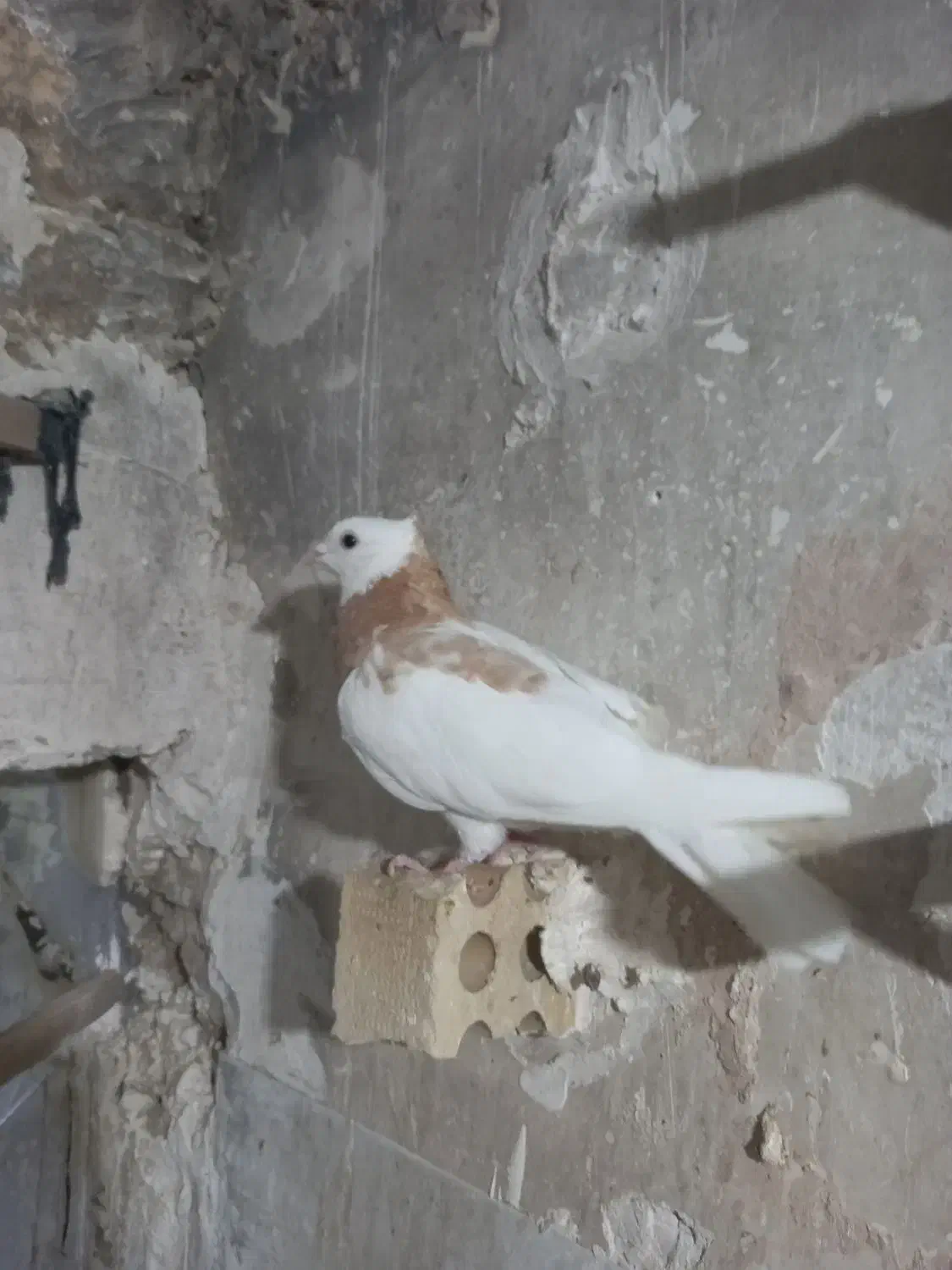 کفتر طوقی زرد|پرنده|مشهد, چهنو|دیوار