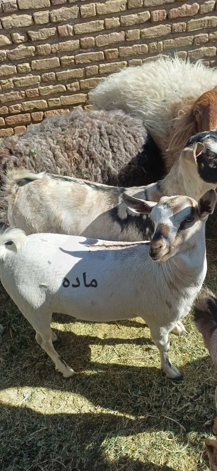 گوسفند (کهره )|حیوانات مزرعه|بم, |دیوار