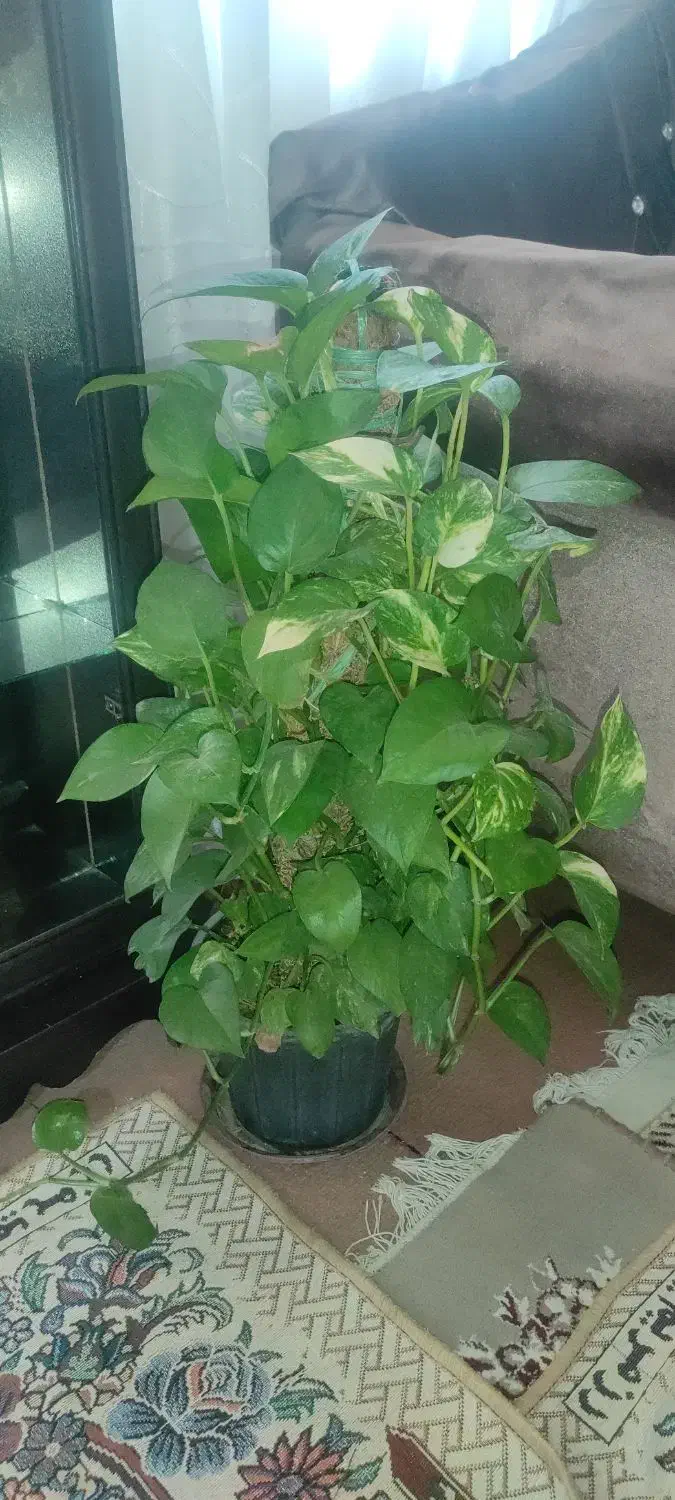 هدیه روز مادر|گل و گیاه طبیعی|کرمانشاه, |دیوار