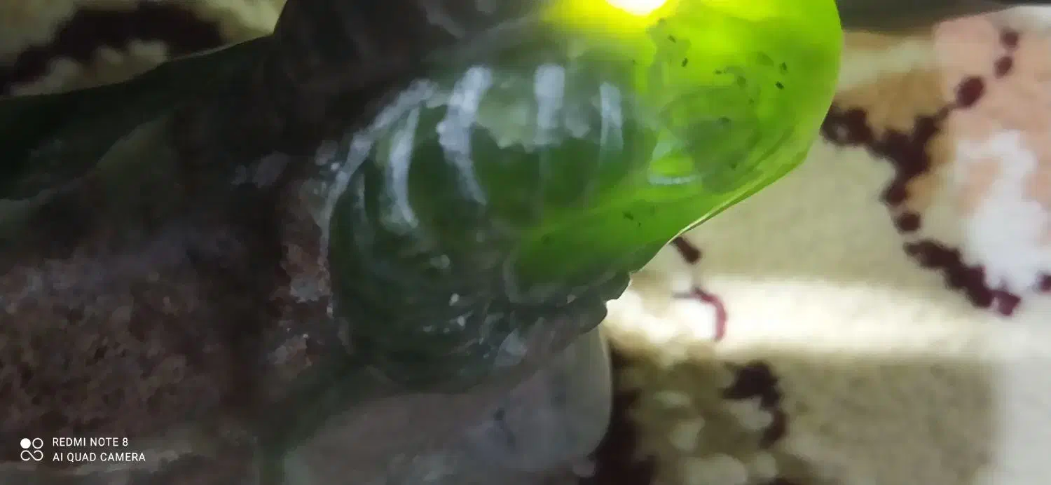 یشم امپریال|کلکسیون اشیاء عتیقه|سنخواست, |دیوار