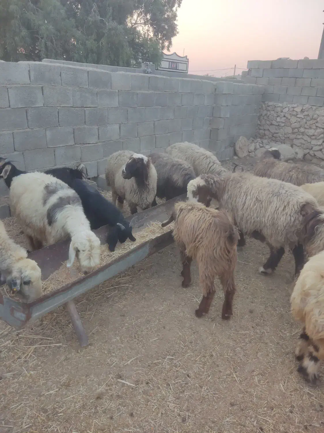 فروش 110 عدد میش ترکی درجه یک|حیوانات مزرعه|فراشبند, |دیوار
