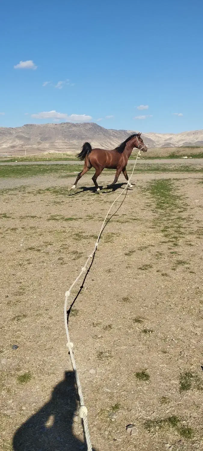 اسب کرد|اسب و تجهیزات اسبسواری|بیلوار, |دیوار