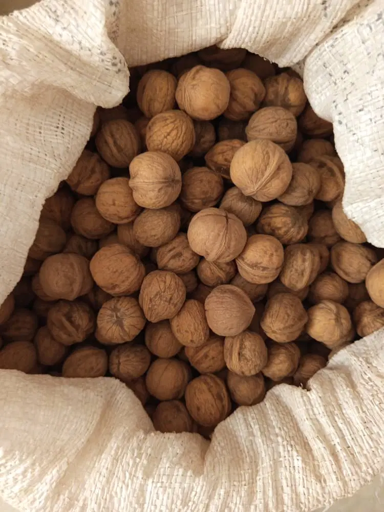 گردو|خوردنی و آشامیدنی|شیراز, ریشمک|دیوار