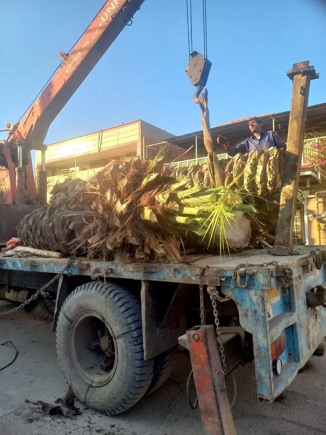 بریدن انواع درختان ونخل هرسکاری اره بالابر چمن نی|خدمات باغبانی و درختکاری|اهواز, پادادشهر|دیوار
