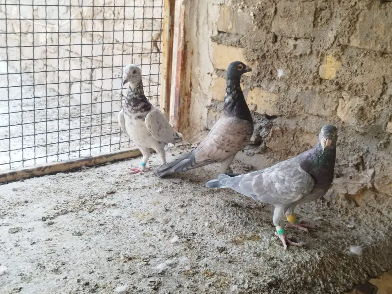 کفتر سرور|پرنده|شیراز, سعدیه شمالی|دیوار